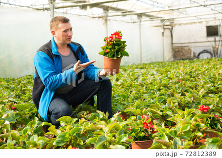 Florist examining begonia seedlings 72812389