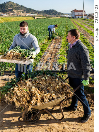 Team of workers harvests green onions on a plantation Team of workers harvests green onions on a plantation 72812428