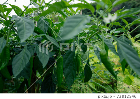 Green chilli pepper plants in growth at vegetable garden 72812546