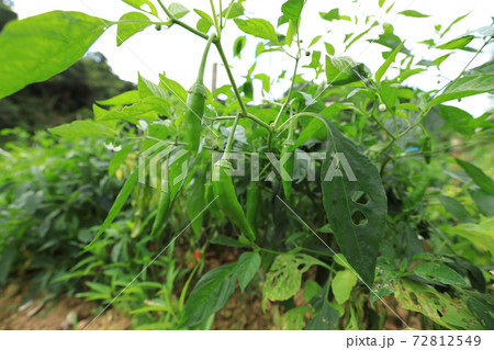 Green chilli pepper plants in growth at vegetable garden Green chilli pepper plants in growth at vegetable garden 72812549