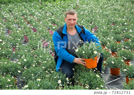Confident farmer working with osteospermum ecklonis seedlings in greenhouse Confident farmer working with osteospermum ecklonis seedlings in greenhouse 72812731