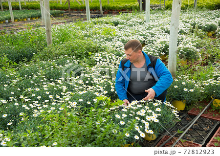 Man horticulturist during gardening with white camomile in pots 72812923