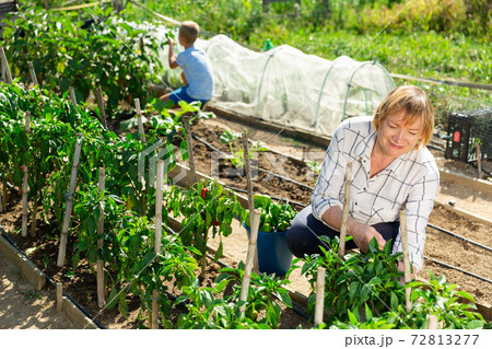 Grandmother and grandson harvesting bell peppers on plantation Grandmother and grandson harvesting bell peppers on plantation 72813277