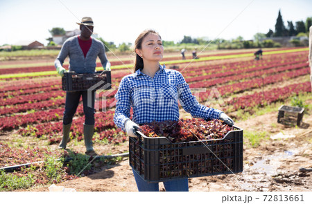Latin american female worker harvesting red lettuce 72813661
