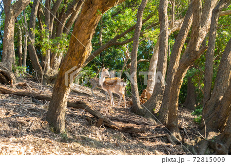 【和歌山県】　友ヶ島　野生の鹿 72815009