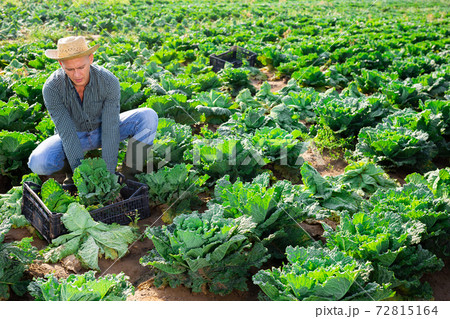 Focused man harvesting savoy cabbage on farm field Focused man harvesting savoy cabbage on farm field 72815164