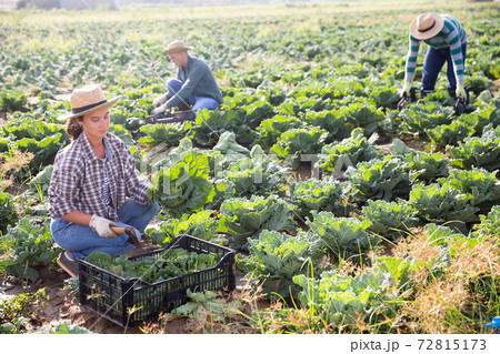 Focused woman harvesting savoy cabbage on farm field Focused woman harvesting savoy cabbage on farm field 72815173