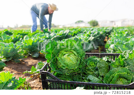 Boxes with cabbage on the farm field Boxes with cabbage on the farm field 72815218