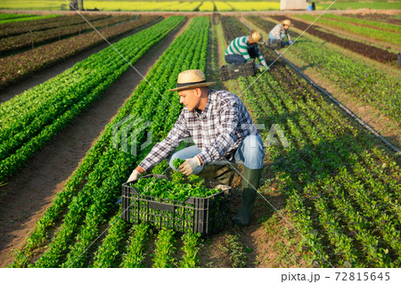 Male farmer harvesting corn salad on farm Male farmer harvesting corn salad on farm 72815645