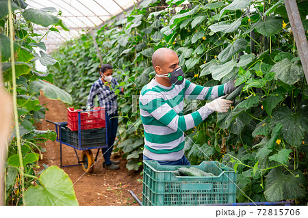 Hired latino worker in protective mask picks crop of cucumbers in greenhouse Hired latino worker in protective mask picks crop of cucumbers in greenhouse 72815706