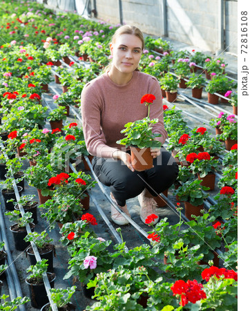 Positive woman examining plants of geranium Positive woman examining plants of geranium 72816108