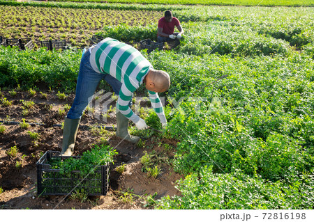 Latino male farmer picking parsley on field Latino male farmer picking parsley on field 72816198