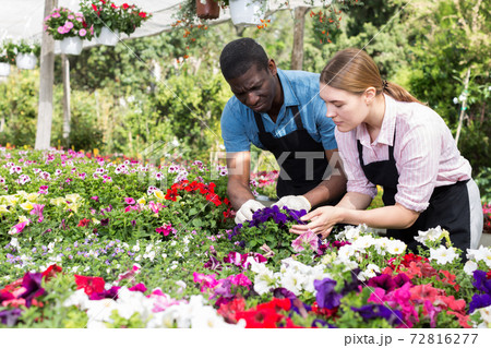 Florists working in greenhouse Florists working in greenhouse 72816277