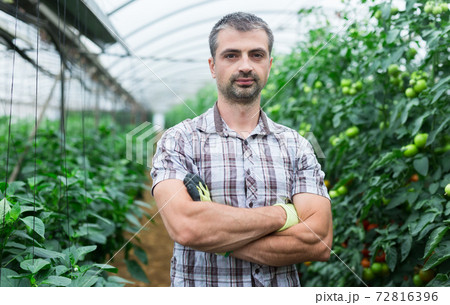 Confident owner of greenhouse on plantation with ripening tomatoes 72816396