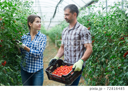 Man and woman harvest cherry tomatoes in greenhouse 72816485