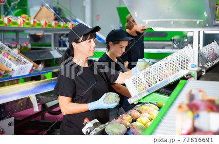 Team of workers sorting mangoes on conveyor belt in a factory Team of workers sorting mangoes on conveyor belt in a factory 72816691