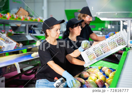 Young woman during packaging of fresh avocado at factory, workers on background 72816777