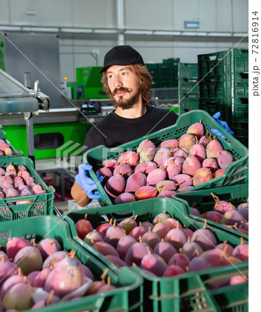 Focused male worker working at fruit warehouse carrying box with mangos Focused male worker working at fruit warehouse carrying box with mangos 72816914