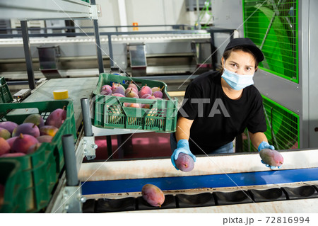female worker sorting mango female worker sorting mango 72816994