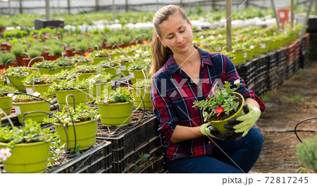 Smiling woman engaged in cultivation portulaca Smiling woman engaged in cultivation portulaca 72817245