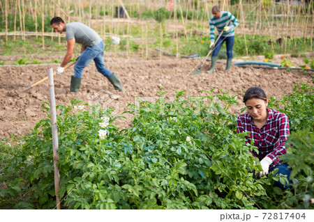 Latina woman checking potato plants on vegetable garden Latina woman checking potato plants on vegetable garden 72817404