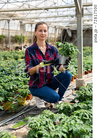 Woman checking potted tomato plants Woman checking potted tomato plants 72817500