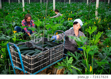 adult farmers picking cocozelles in huge hothouse 72817828