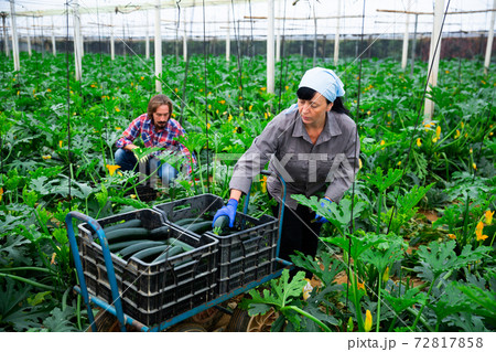 positive adult people collecting marrows in their plantation 72817858