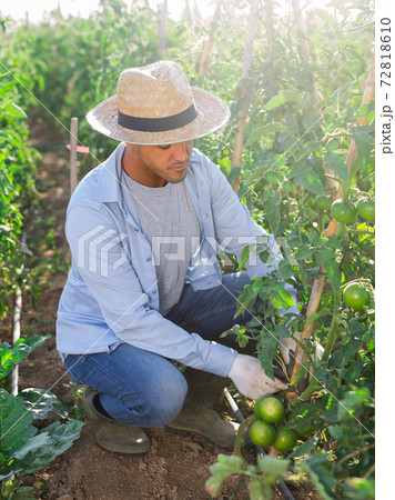 Young gardener gathering crop of tomatoes in vegetable garden Young gardener gathering crop of tomatoes in vegetable garden 72818610