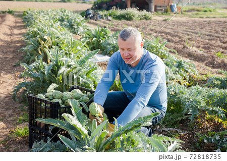 Positive man professional horticulturist picking harvest of artichokes to crate 72818735
