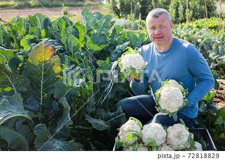 Man horticulturist showing harvest of cauliflower in garden 72818829
