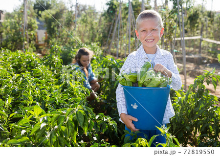 Mother and son work on a bell peppers plantation Mother and son work on a bell peppers plantation 72819550