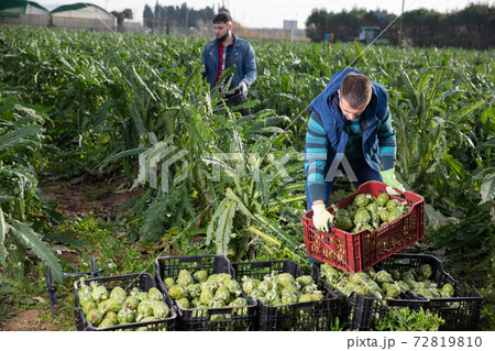 Farmer stacking boxes with artichokes Farmer stacking boxes with artichokes 72819810
