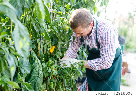 Worker examining pepper plants 72819906