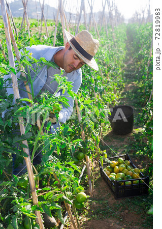 Young man picking underripe tomatoes in small farm garden 72819983