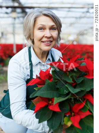 Satisfied woman florist with poinsettia Satisfied woman florist with poinsettia 72820031