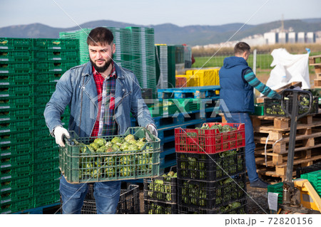 Ordinary worker carrying crates with artichokes 72820156