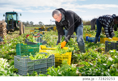 Man arranging crop of celery in boxes 72820253