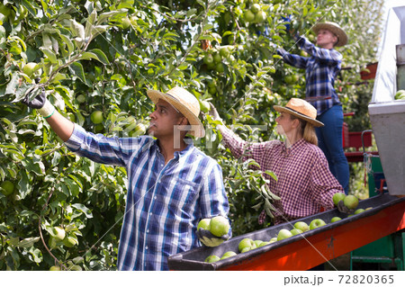 Workers harvesting ripe apples using sorting machine Workers harvesting ripe apples using sorting machine 72820365