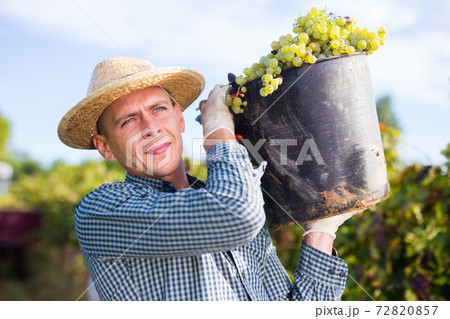 Farmer carrying bucket with freshly picked grapes in vineyard 72820857