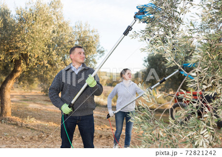 Man farmer picking olives from trees Man farmer picking olives from trees 72821242