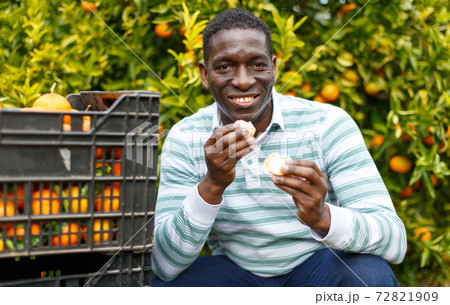 African-American farmer tasting mandarins African-American farmer tasting mandarins 72821909