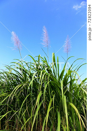 花咲くサトウキビ 花咲くサトウキビ 72822094