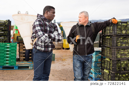 Portrait of two harvestmen with special baskets on their backs talking while preparing for harvesting artichokes on farm plantation 72822141