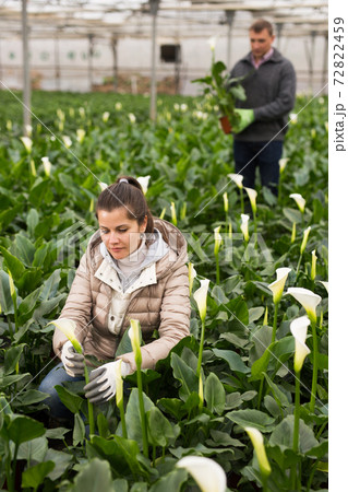 Professional gardener working with blooming flower Calla aethiopica in greenhouse Professional gardener working with blooming flower Calla aethiopica in greenhouse 72822459