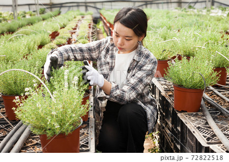Chinese woman gardener is standing with flowers lavender in orangery Chinese woman gardener is standing with flowers lavender in orangery 72822518