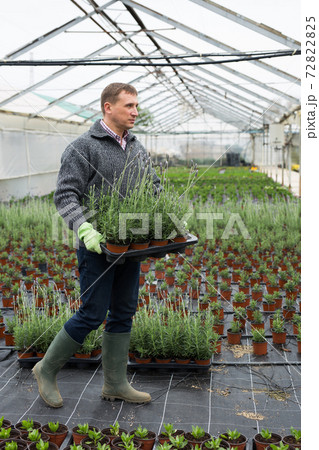 Greenhouse owner carrying tray with potted lavender Greenhouse owner carrying tray with potted lavender 72822825