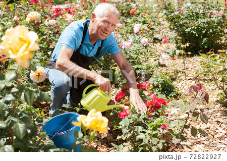 Man watering roses at flower bed 72822927