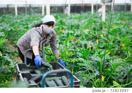Woman in protective mask harvesting ripe zucchini in the greenhouse Woman in protective mask harvesting ripe zucchini in the greenhouse 72823097