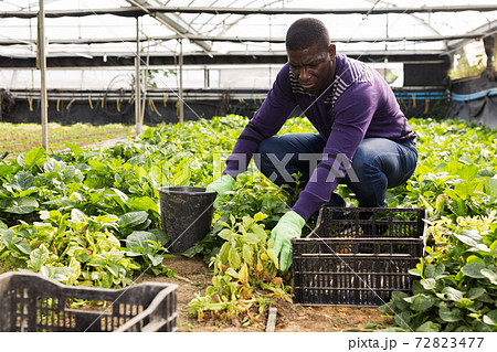 Afro man controlling quality of young plants 72823477